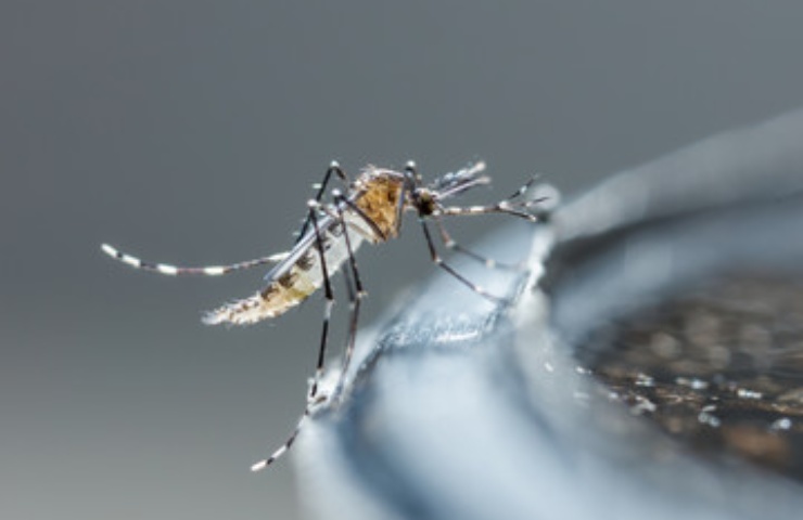 Coleottero mangia zanzare ditisco habitat