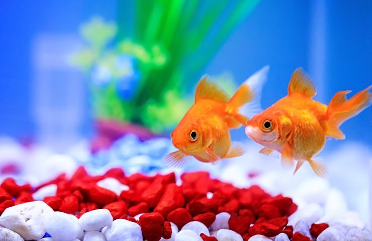 Due pesci rossi in acquario
