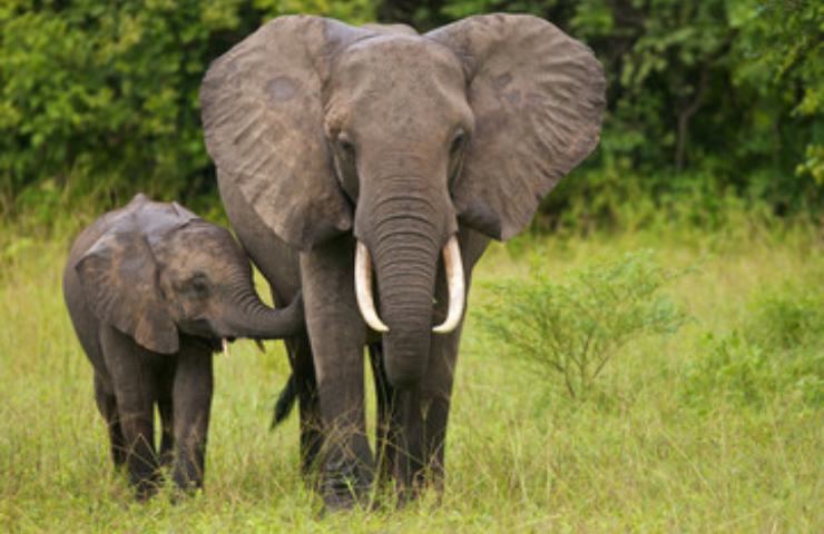 Elefanti nome comunicazione animali