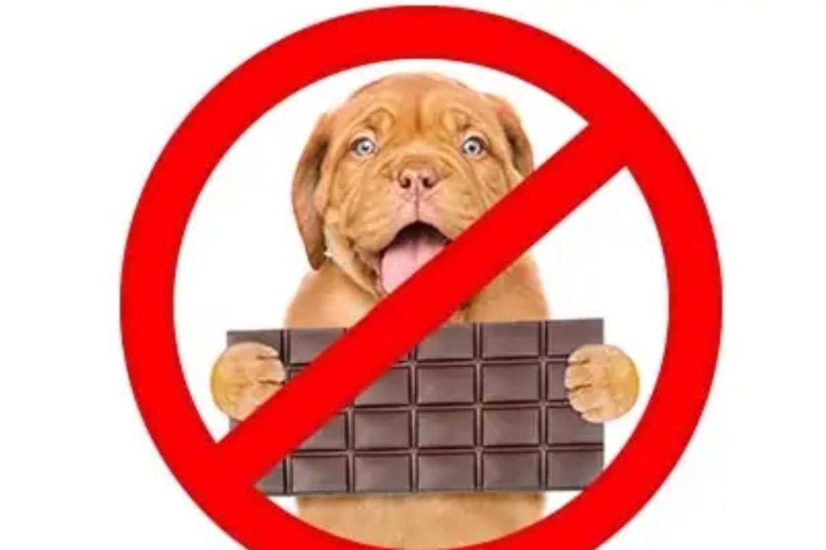 Cioccolato cani evitare danni tossico