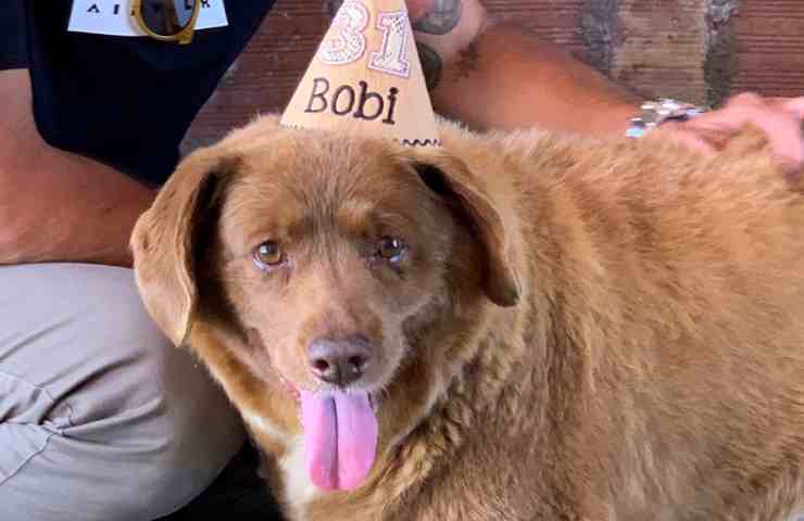 Guinness World Record cane più vecchio al mondo