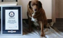 quando è morto il cane più vecchio del mondo