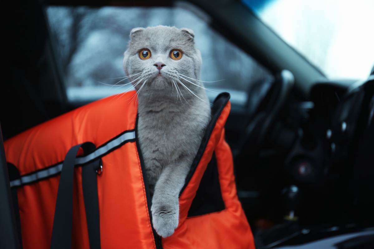 gatto che esce dal trasportino