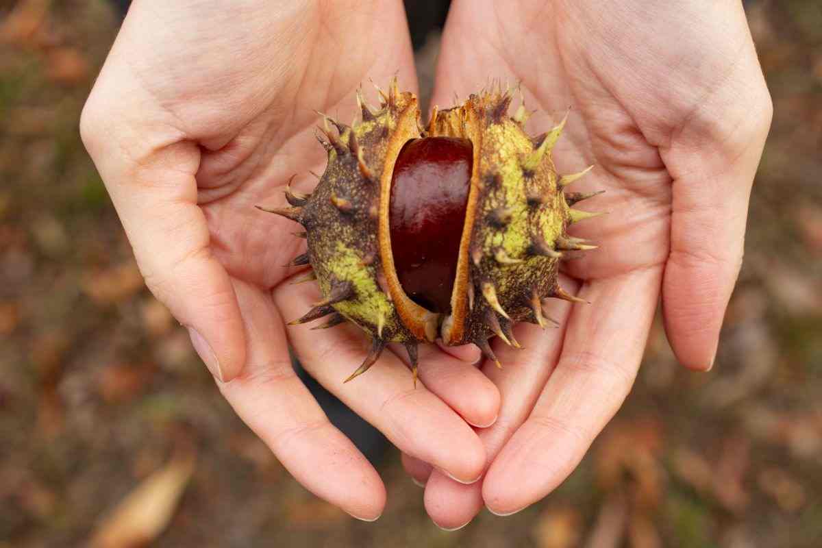 novità castagne