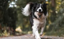 cacca del cane cosa fare