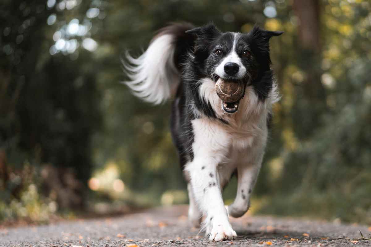 cacca del cane cosa fare